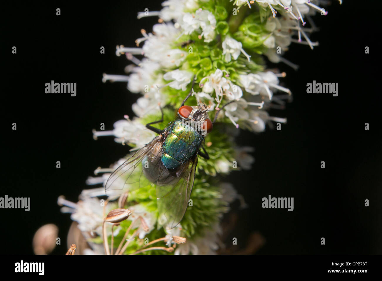 Verde bottiglia fly (Lucilia sericata) nettare di raccolta Foto Stock