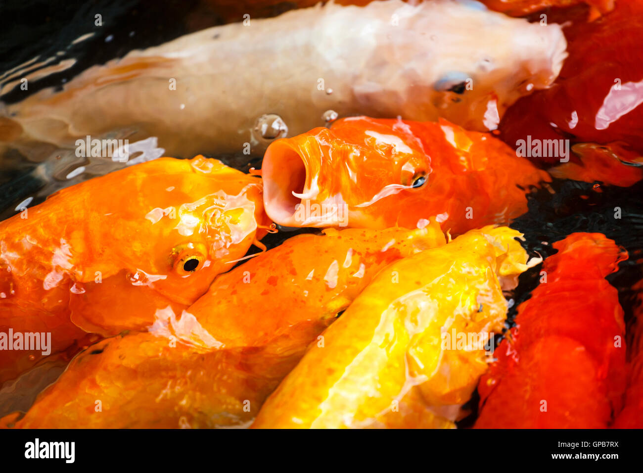 Goldfish con schiusi bocche aperte concorrenti di essere alimentato Foto Stock
