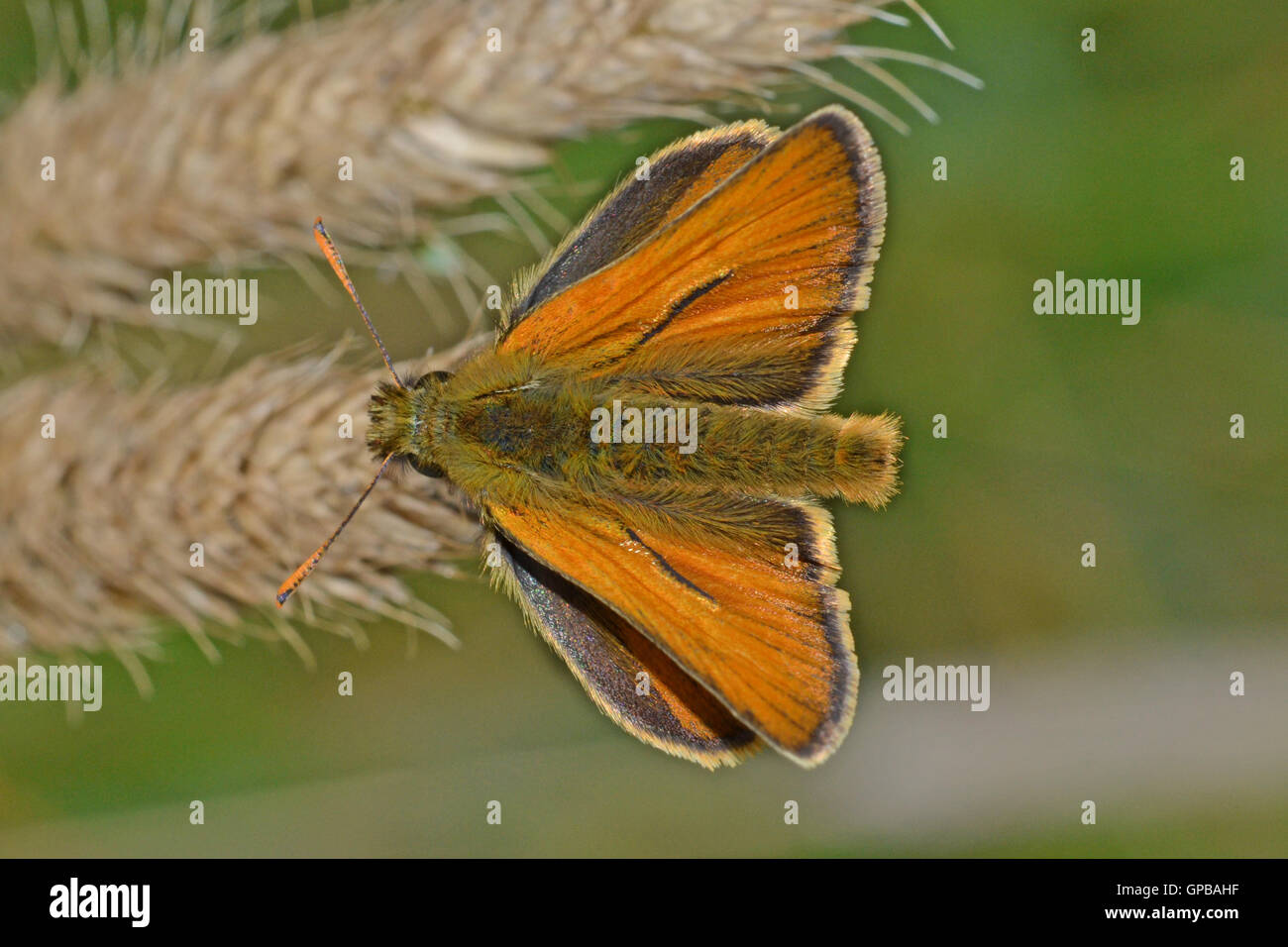 Piccola Skipper butterfly, Thymelicus sylvestris, comune in Inghilterra. Foto Stock