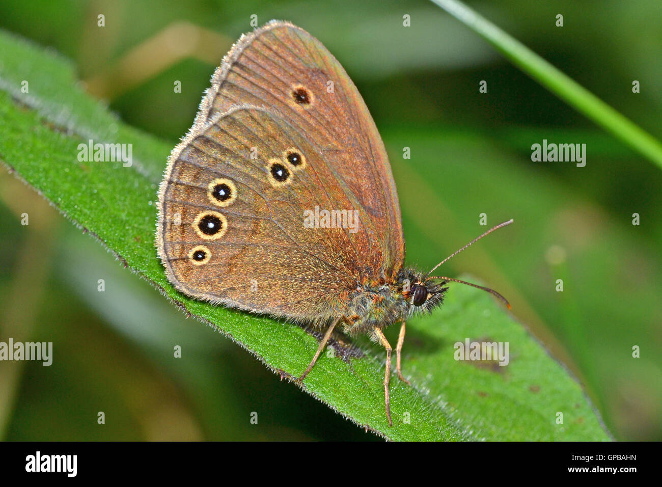 Ringlet butterfly, Aphantopus hyperantus, in un prato di Cheshire, Inghilterra. In luglio nei prati umidi. Foto Stock