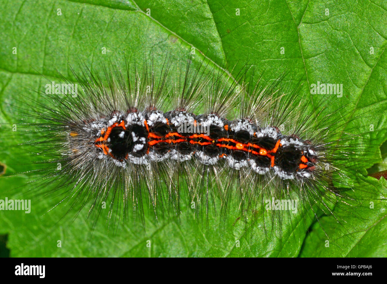 La coda gialla moth caterpillar, Euproctis similis, si alimenta di una varietà di scrubs e i suoi capelli sono irritanti. Foto Stock