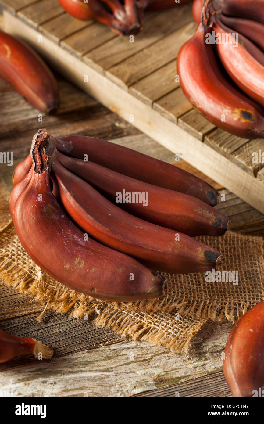 Materie organiche Banane Rosso a Grappolo Foto Stock