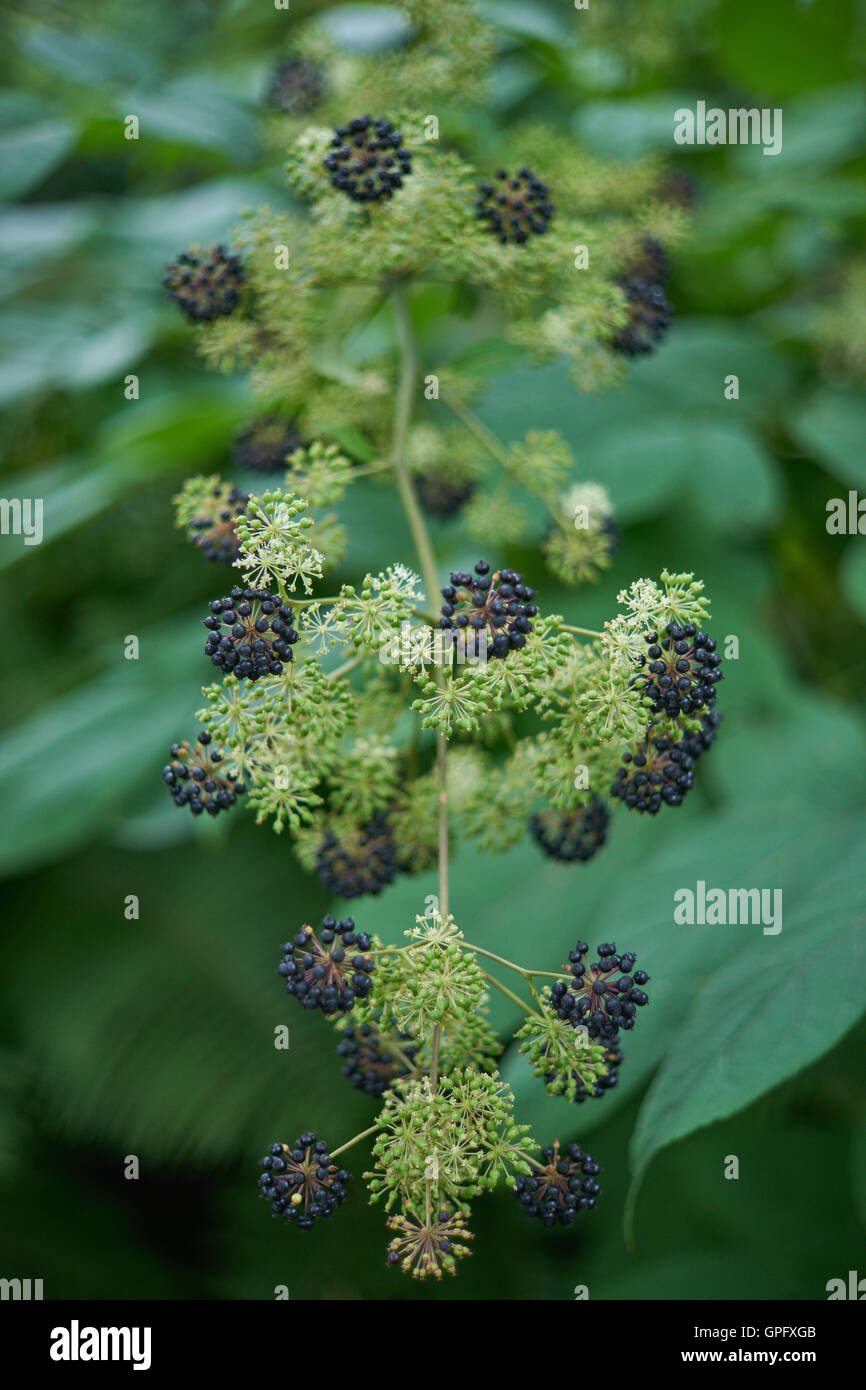 Nardo di bacche nere Aralia racemosa Foto Stock