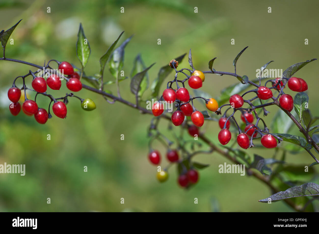 Bacche rosse di Solanum dulcamara amaro agrodolce nightshade centinodia blu Foto Stock
