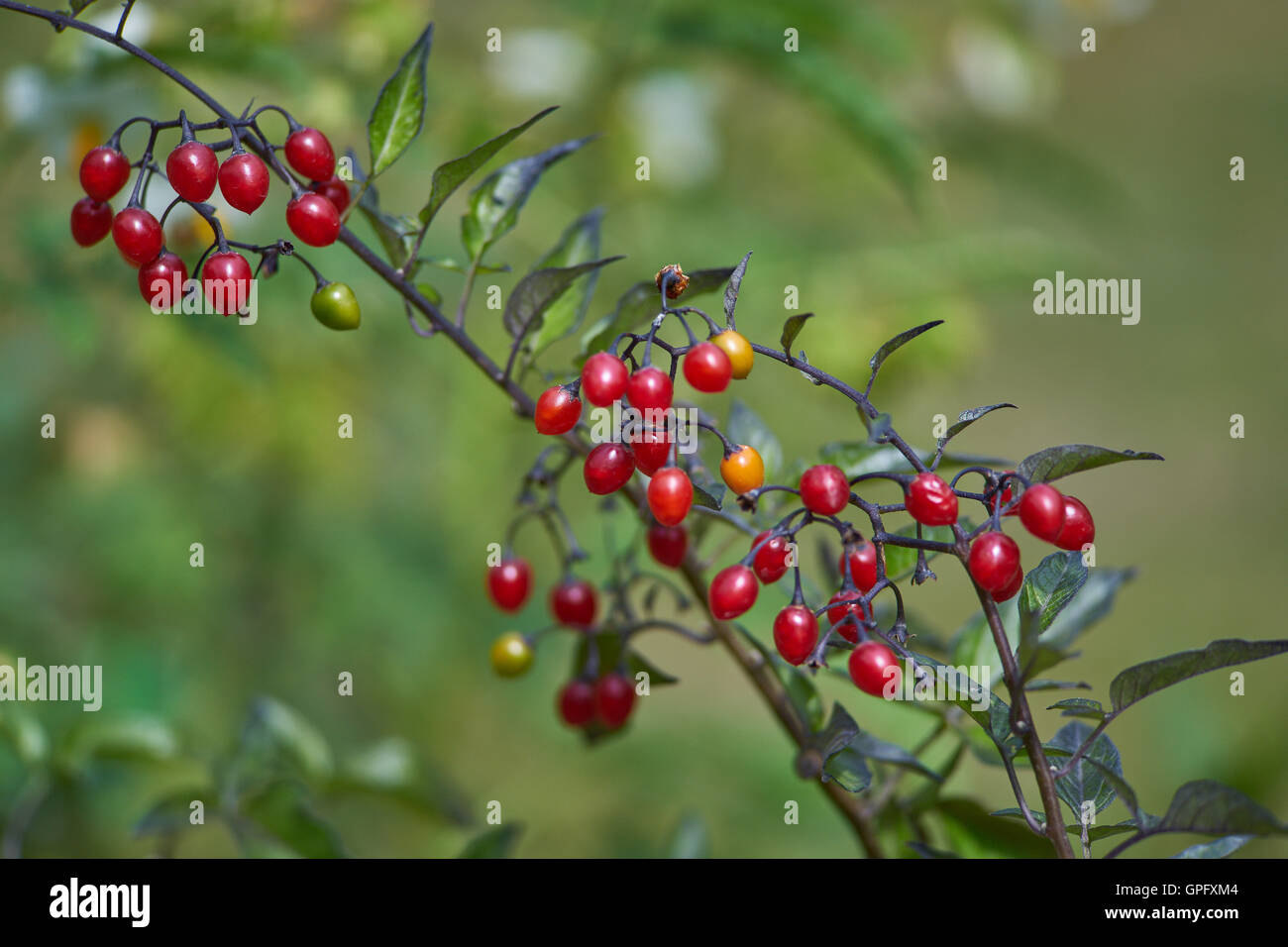 Bacche rosse di Solanum dulcamara amaro agrodolce nightshade centinodia blu Foto Stock