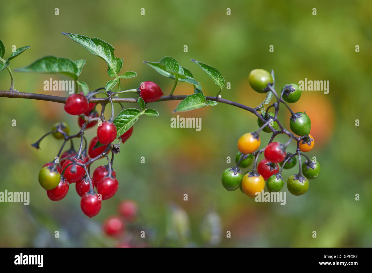 Bacche rosse di Solanum dulcamara amaro agrodolce nightshade centinodia blu Foto Stock