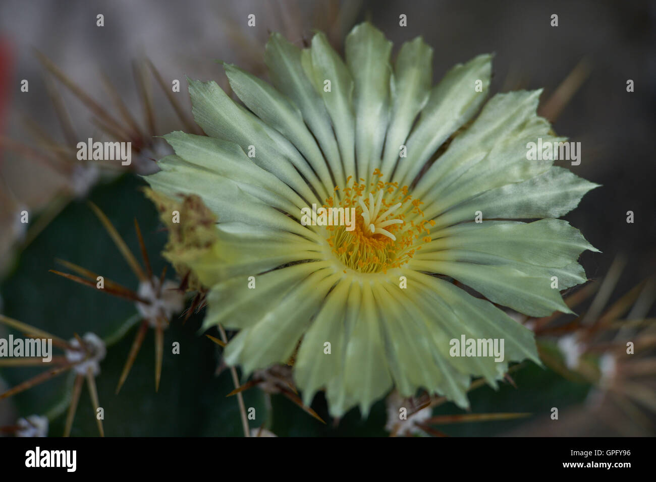 Cactus Astrophytum ornatum flower close up vescovo il cap Foto Stock