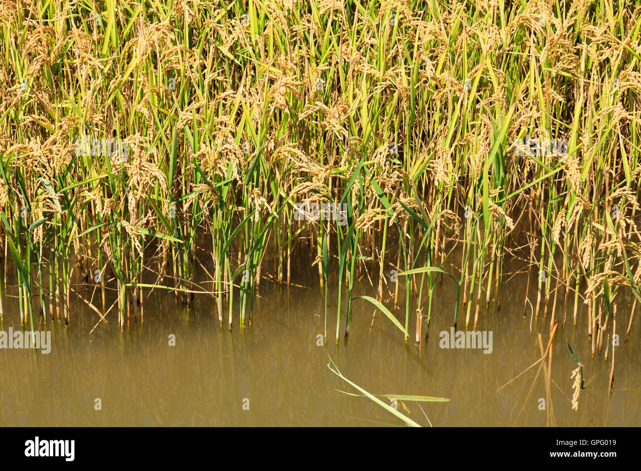 Semiaquatic la coltura del riso in un campo di risone in Albufera vicino a Valencia Spagna Spain Foto Stock