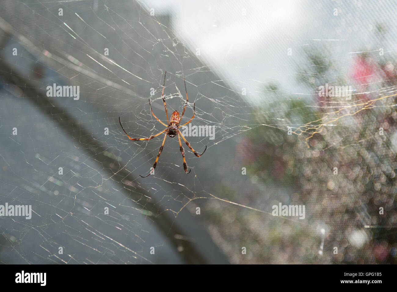 Golden Orbweaver spider di effettuare riparazioni web rotto Foto Stock