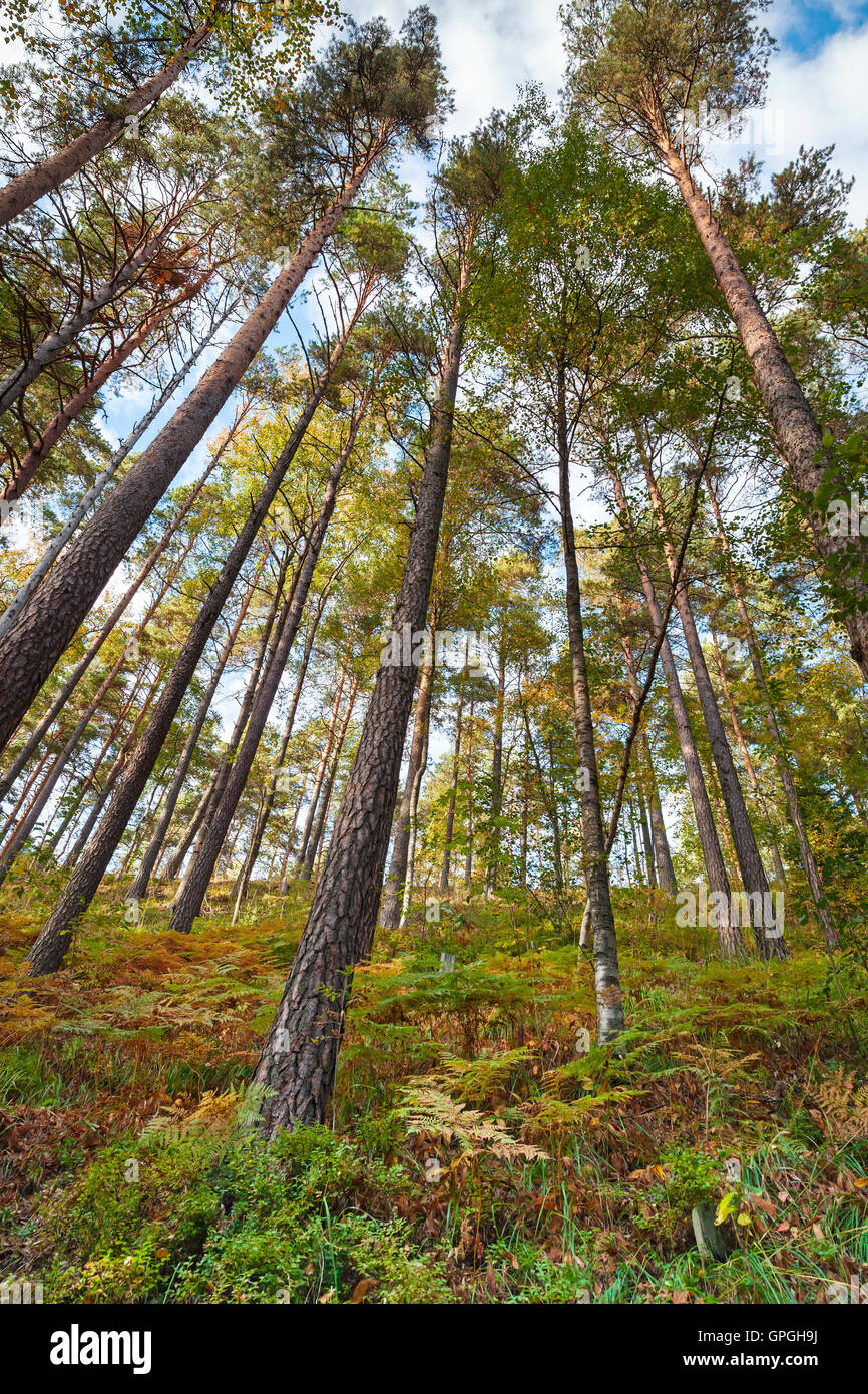 In estate la foresta di conifere, paesaggio verticale, wild pini sopra cielo blu Foto Stock