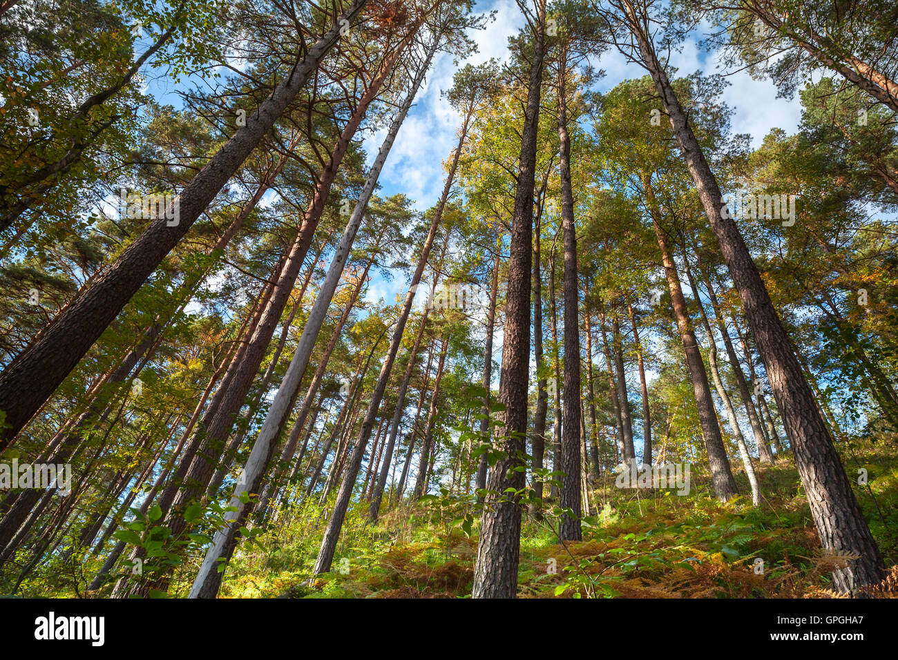Estate secca foresta di conifere paesaggio selvaggio, pini sopra cielo blu Foto Stock
