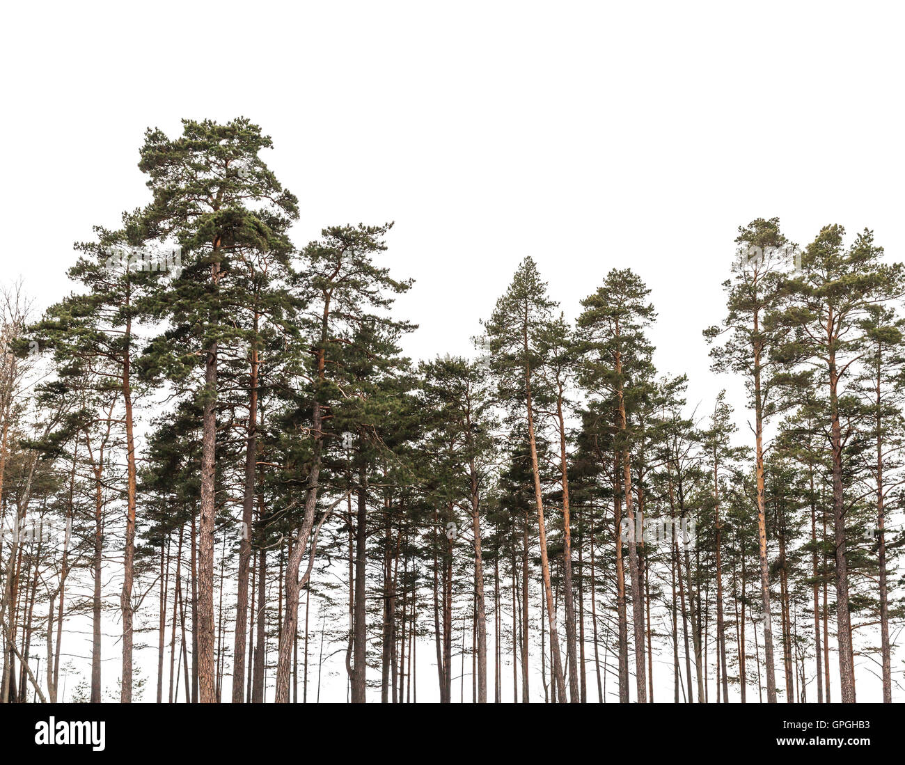 Foresta di conifere isolati su sfondo bianco. Silhouette foto Foto Stock