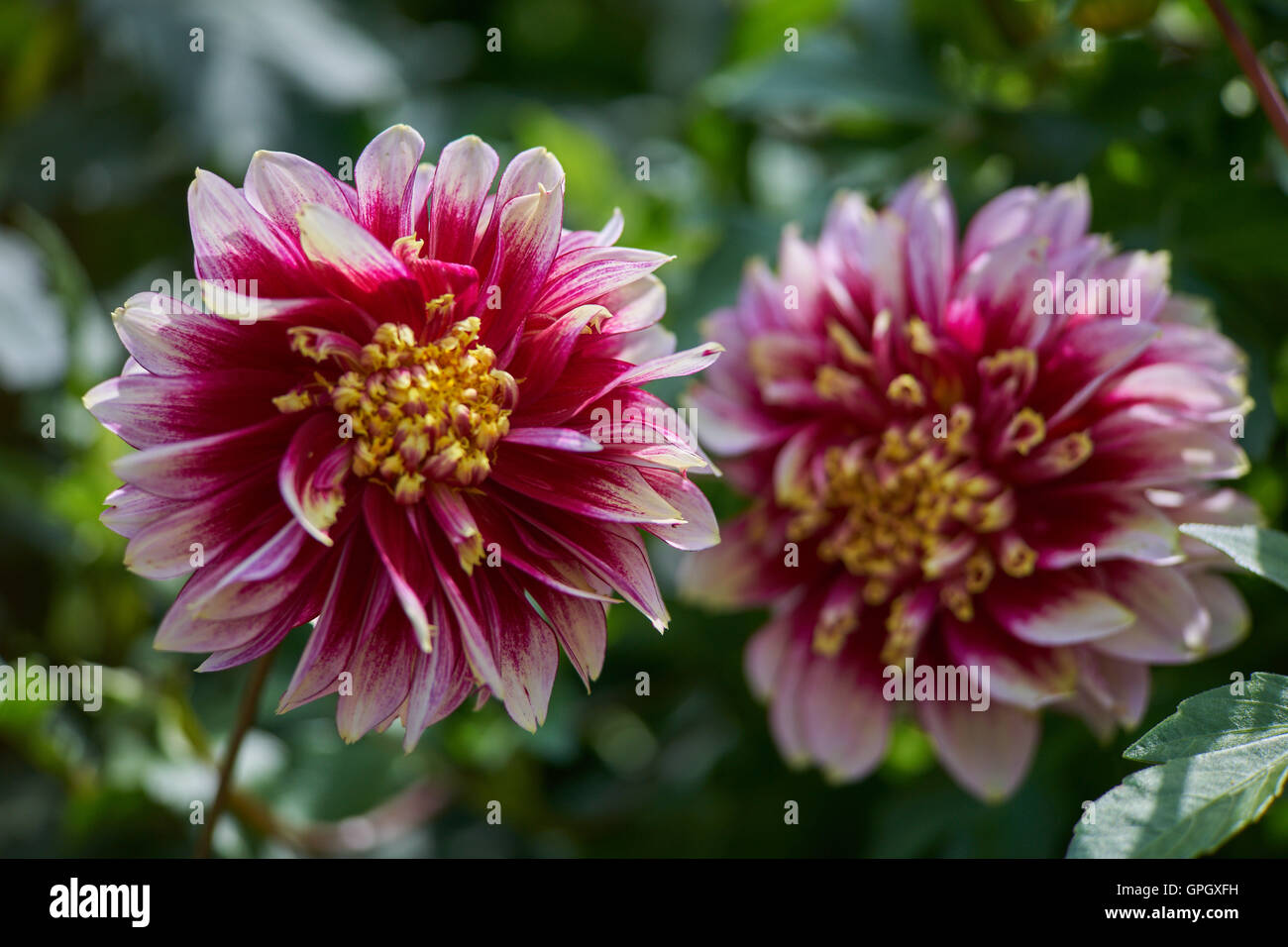 Due red dalie con petali di colore bianco di suggerimenti Foto Stock