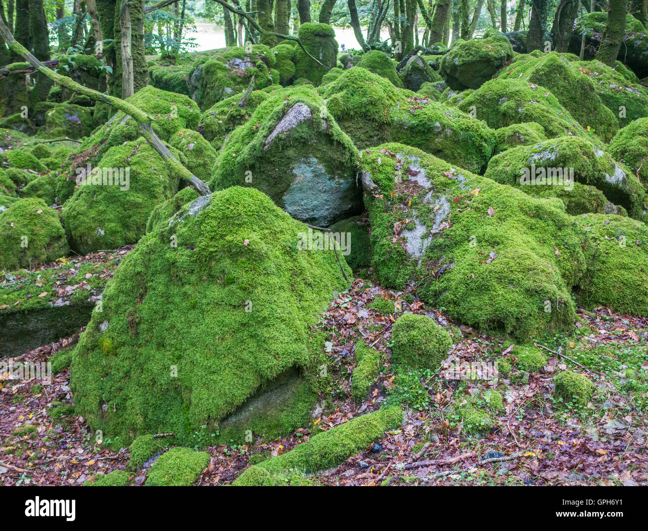 Moss ricoperta di rocce e radici di albero su un pavimento di foresta in Dartmoor Devon Foto Stock