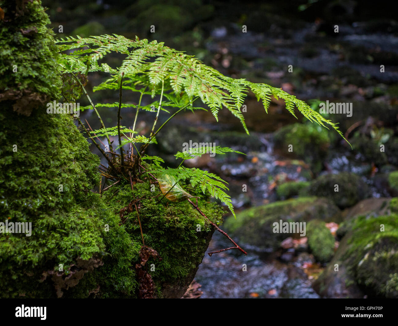 Bracken, foglia di felce pattern nella campagna inglese Foto Stock