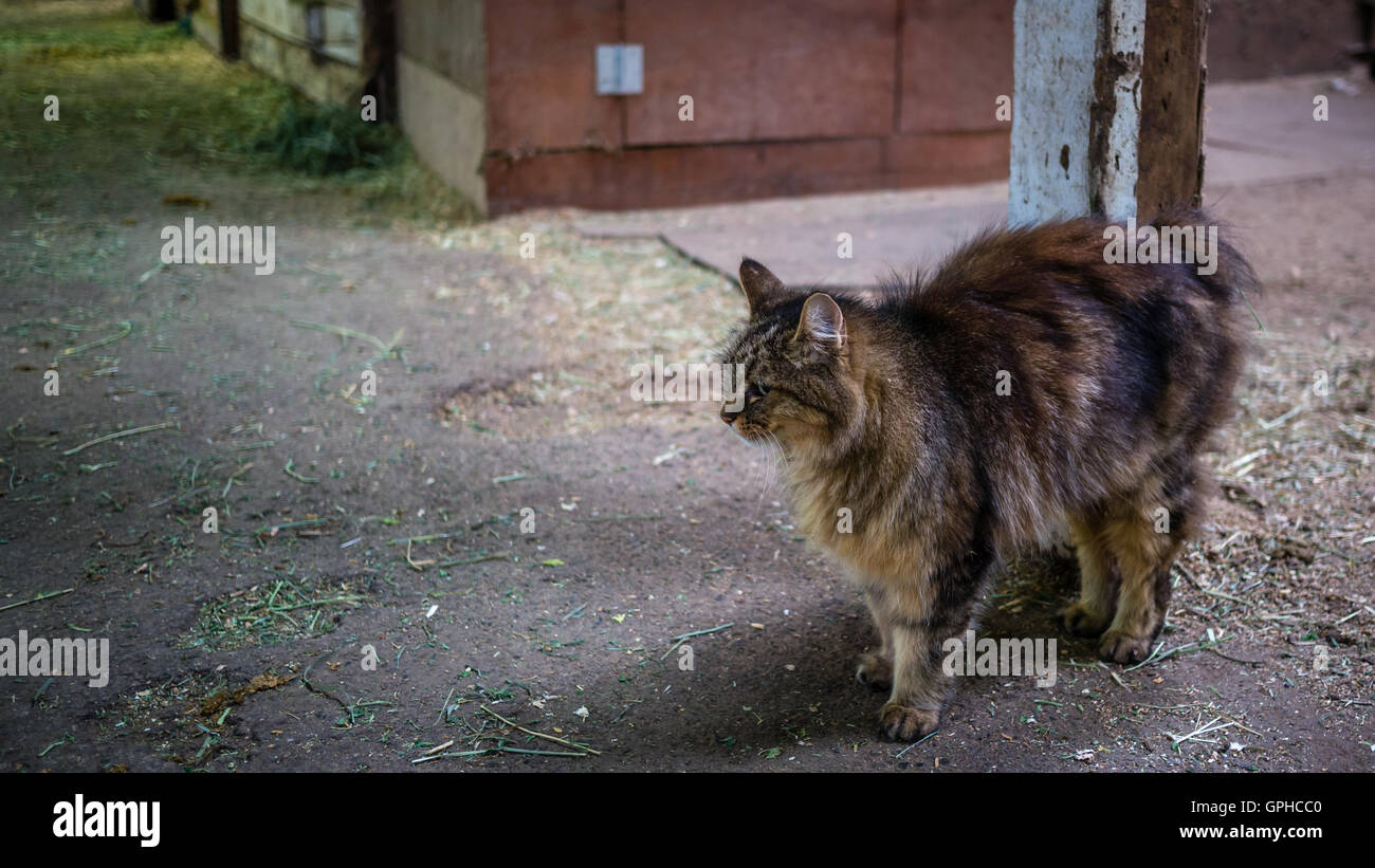 Un gatto sorge in un granaio, tra cavalieri e cavalli Foto Stock