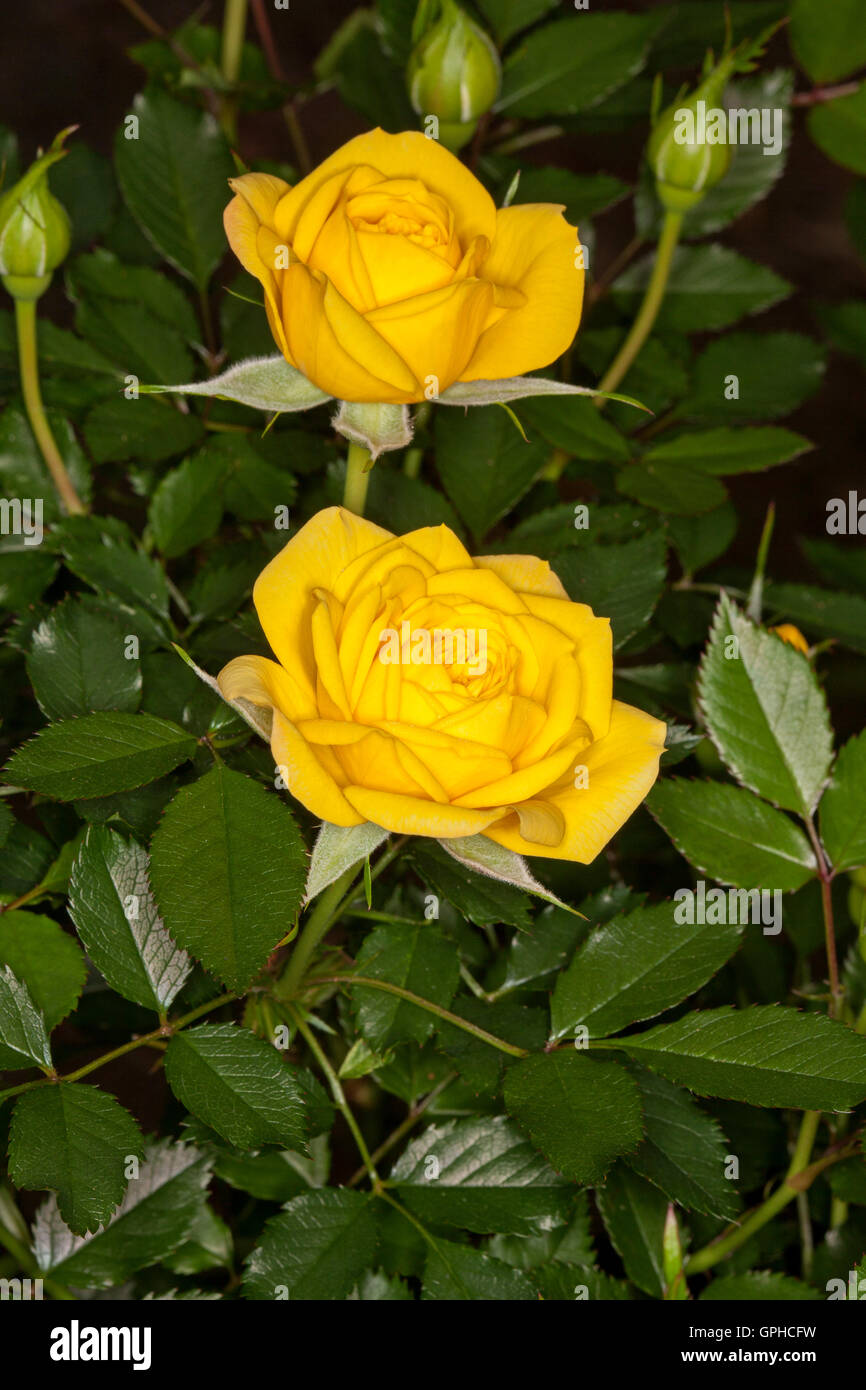 Due splendide vivid giallo patio in miniatura di rose e boccioli sullo sfondo di profonda foglie verdi Foto Stock