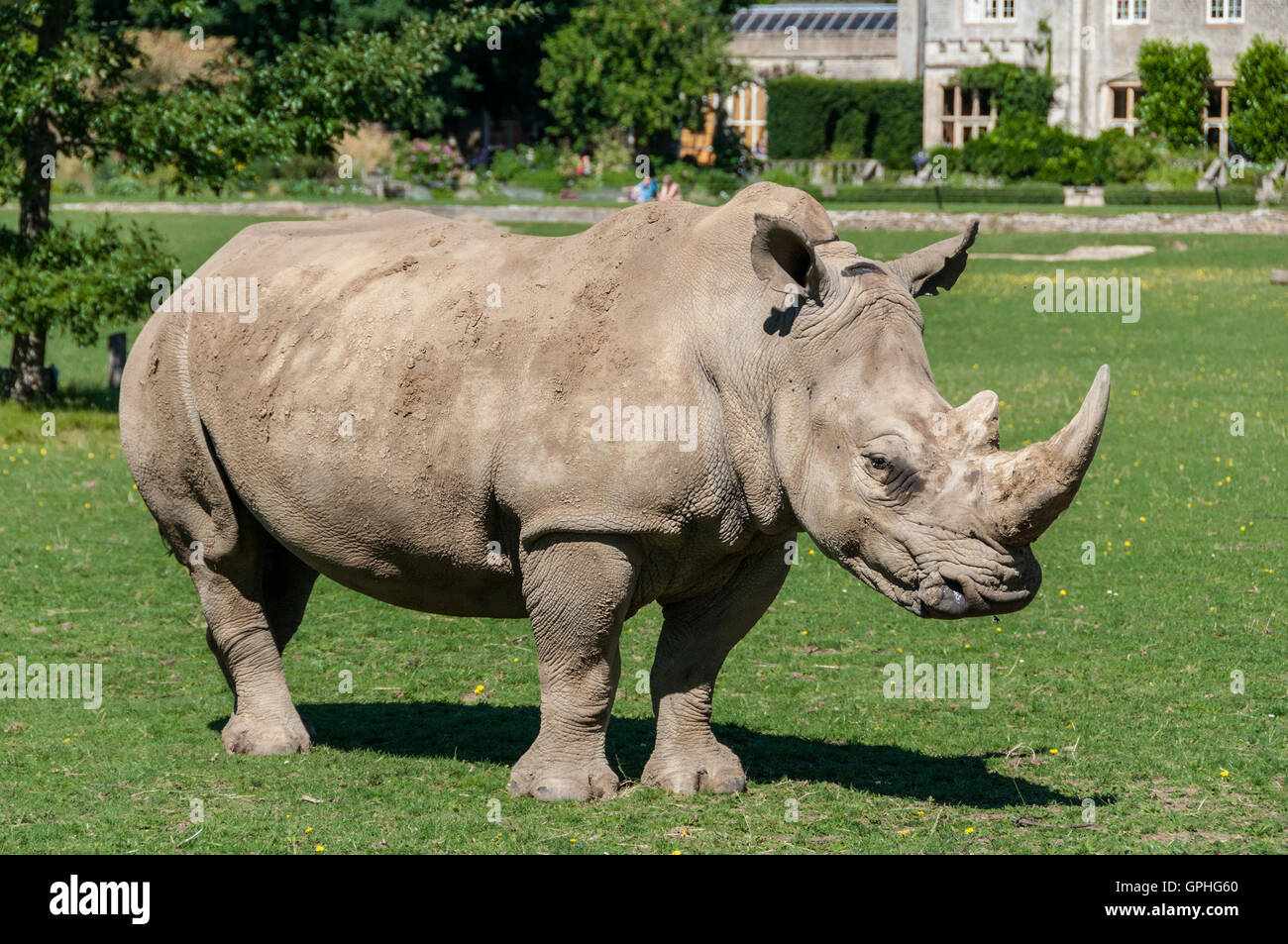 I rinoceronti in Cotswold Wildlife Park, Oxfordshire, Regno Unito Foto Stock