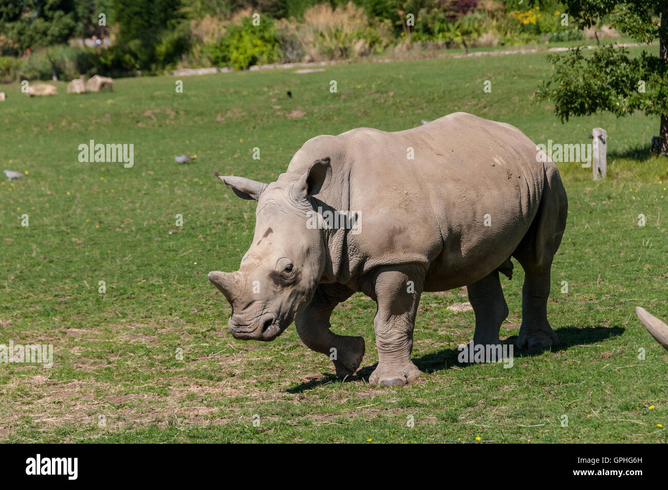 I rinoceronti in Cotswold Wildlife Park, Oxfordshire, Regno Unito Foto Stock