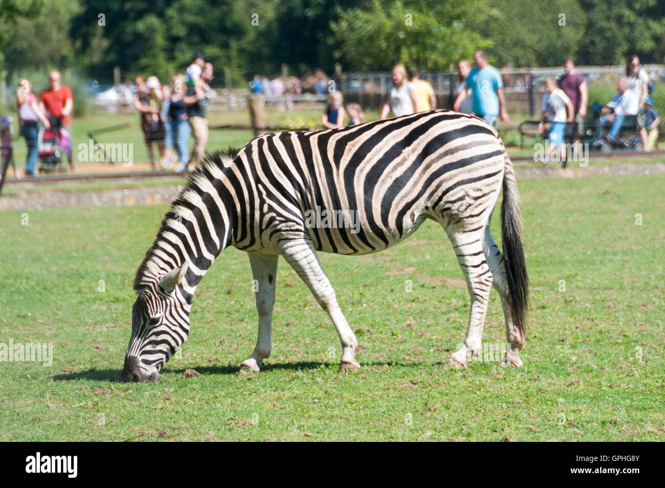 Chapman's zebra (Equus quagga chapmani), Cotswold Wildlife Park, Oxfordshire, Regno Unito Foto Stock