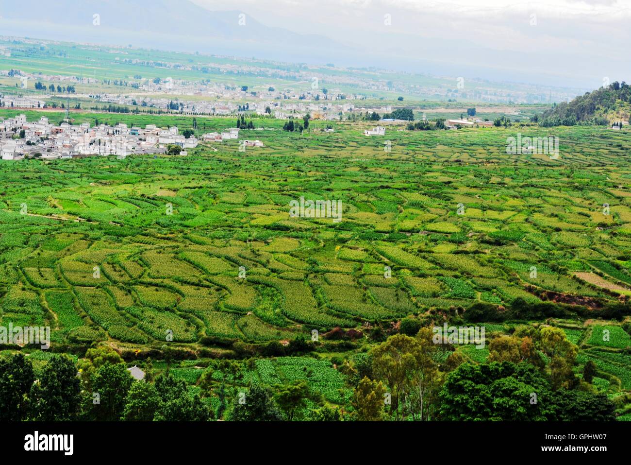 Terrazza Banco depositata al bacino Dali, a sud-ovest della Cina. Foto Stock