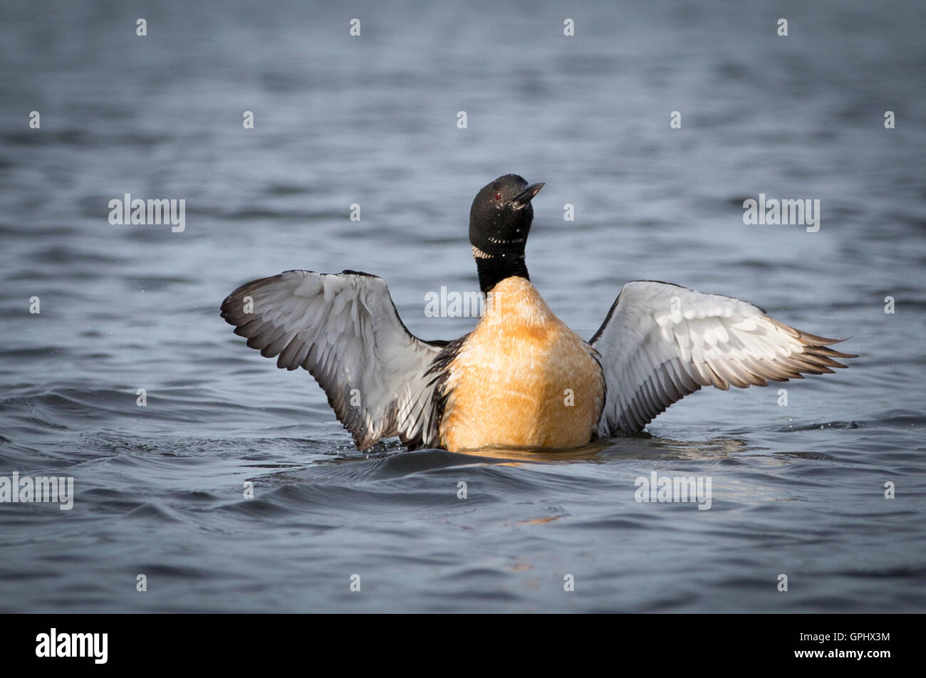 Un adulto Loon comune (Gavia immer) prende il largo su Little Pine Lake vicino Aitkin, Minnesota, Stati Uniti d'America Foto Stock