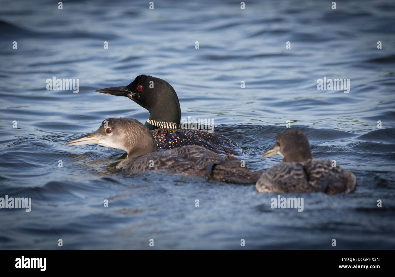 Un adulto Loon comune (Gavia immer) nuota con i suoi giovani sul piccolo lago di pini vicino Aitkin, Minnesota, Stati Uniti d'America Foto Stock