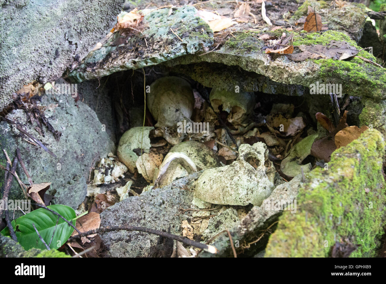 Teschi all'interno di un santuario di pietra in un villaggio locale in Marovo Lagoon sulle Isole Salomone Foto Stock