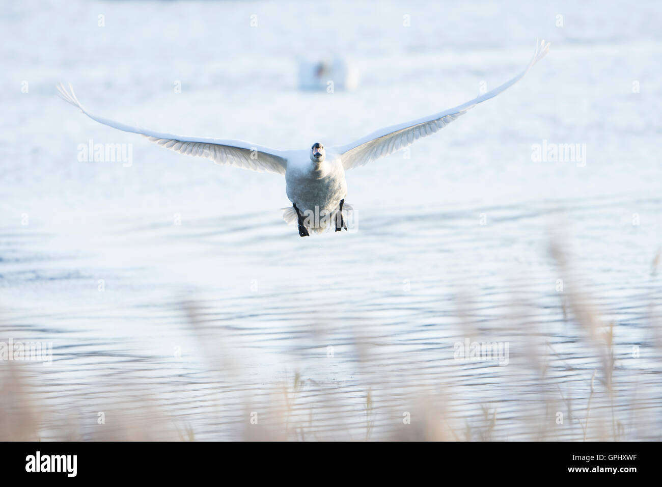 Un adulto Cigno (Cygnus olor) in volo contro la scena invernale, Dungeness RSPB, Kent, Regno Unito Foto Stock