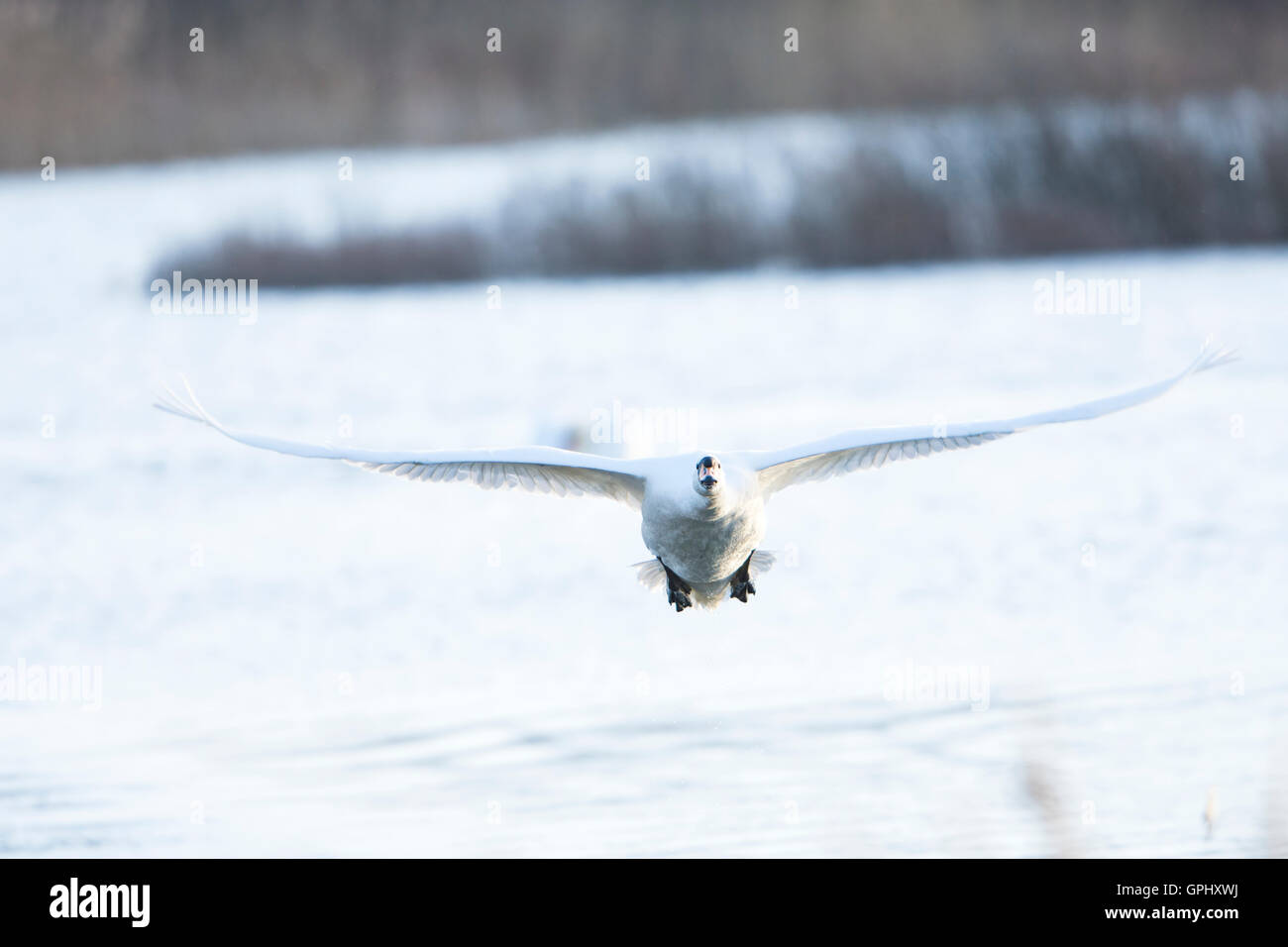 Un adulto Cigno (Cygnus olor) in volo contro la scena invernale, Dungeness RSPB, Kent, Regno Unito Foto Stock