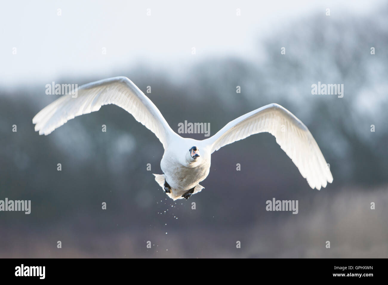Un adulto Cigno (Cygnus olor) in volo contro la scena invernale, Dungeness RSPB, Kent, Regno Unito Foto Stock