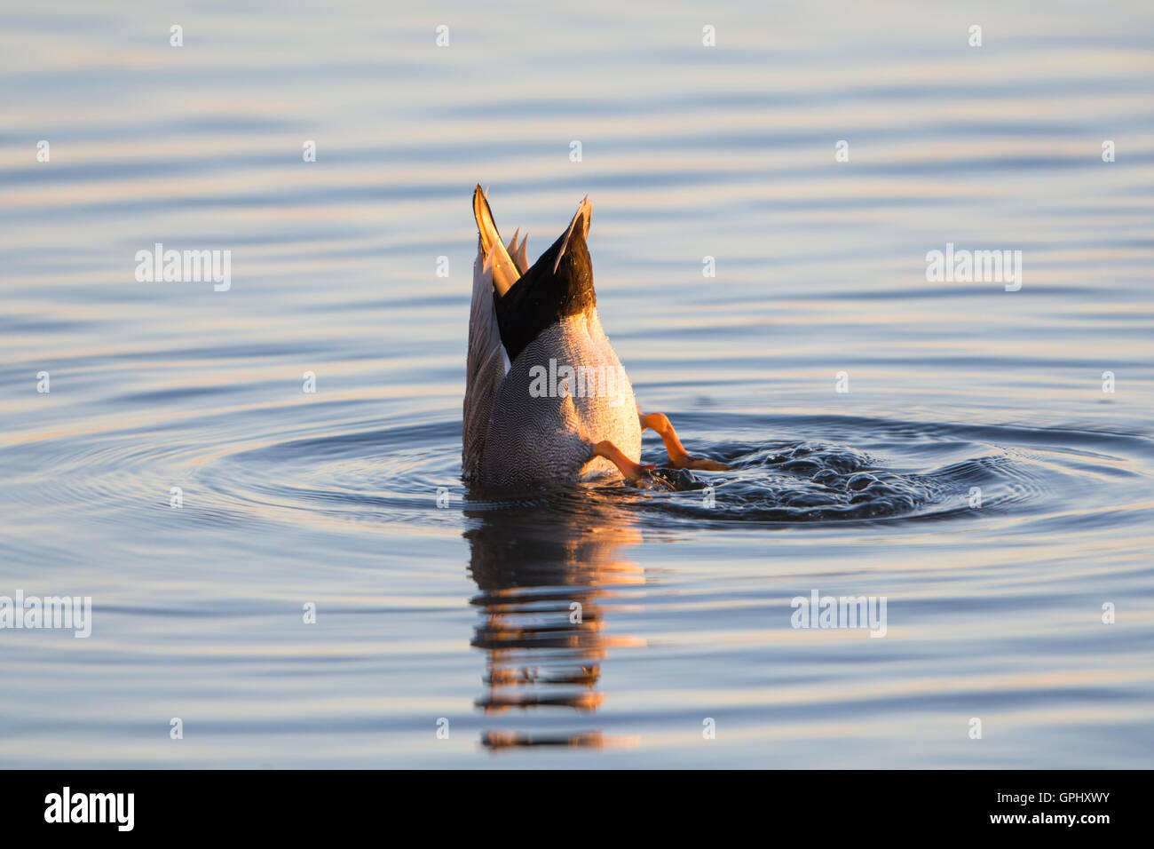 Un maschio di canapiglia (Anas strepera) nuoto, illuminato da RISING SUN. Porto di segale Riserva Naturale, East Sussex, Regno Unito Foto Stock