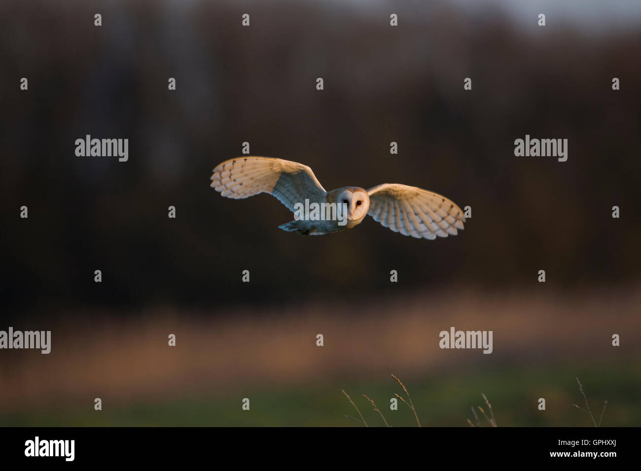 Un Barbagianni (Tyto alba) in volo, illuminato dal sole di sera contro lo sfondo scuro, segala Harbour Riserva Naturale, REGNO UNITO Foto Stock
