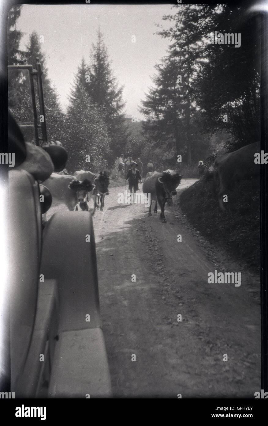 1920s, storico della Cecoslovacchia. Matura sul Grand Tour dietro il bestiame su una strada di montagna. Foto Stock