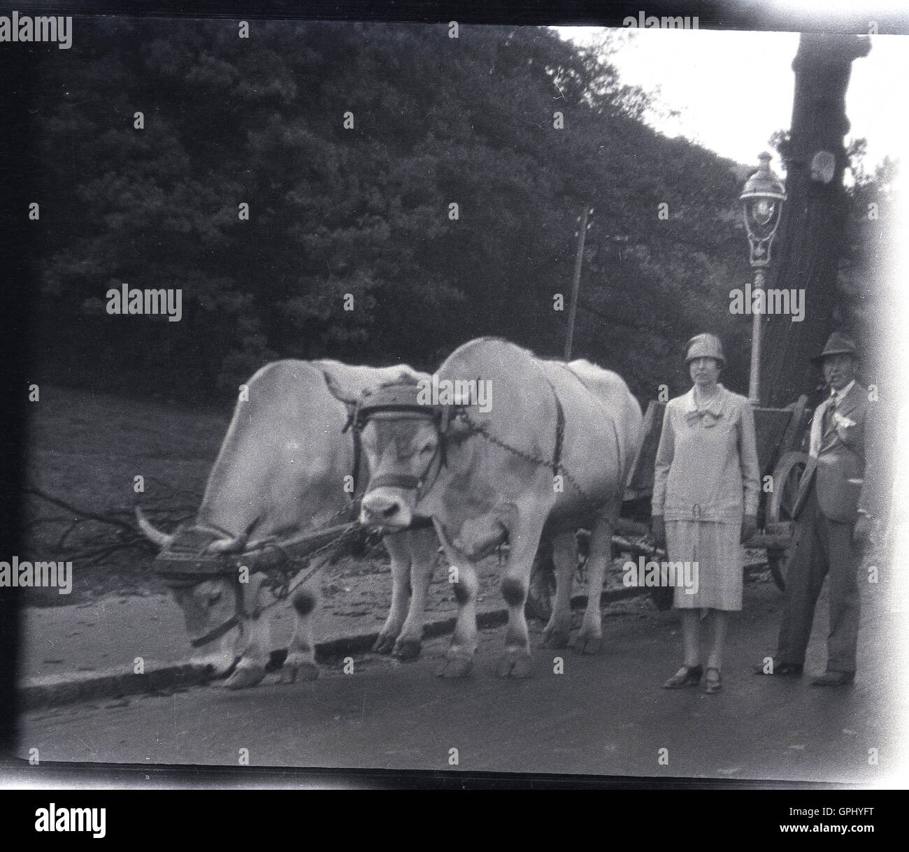 1920s, storico della Cecoslovacchia. Matura sul Grand Tour pongono ai bovini e carrello. Foto Stock