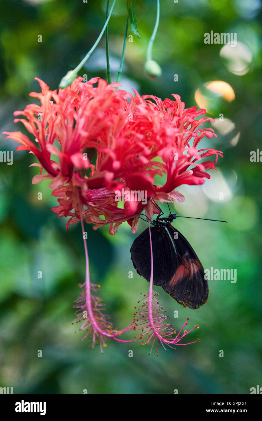 Farfalla sul fiore in Schmetterlinghaus, Butterfly House a Vienna, in Austria Foto Stock