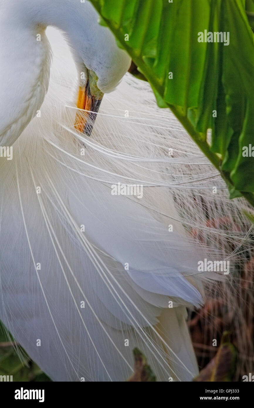 Una visione intima di un airone bianco la pulizia della sua bella egrette presso il suo nido attraverso un telo verde di felci. Foto Stock