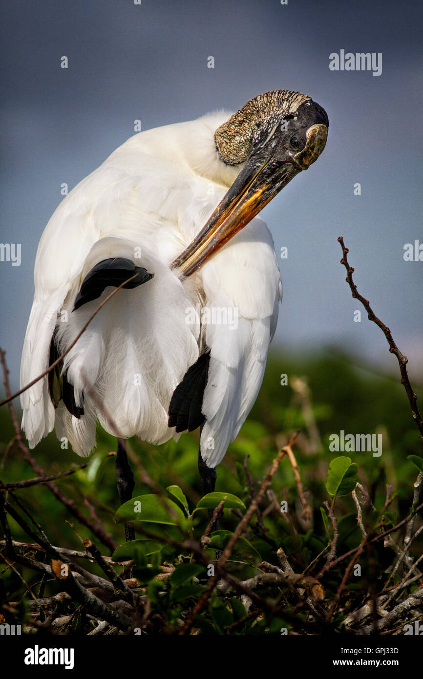 Legno per adulti Stork preens le sue piume di coda mentre appendere intorno al nido a The Rookery. Foto Stock