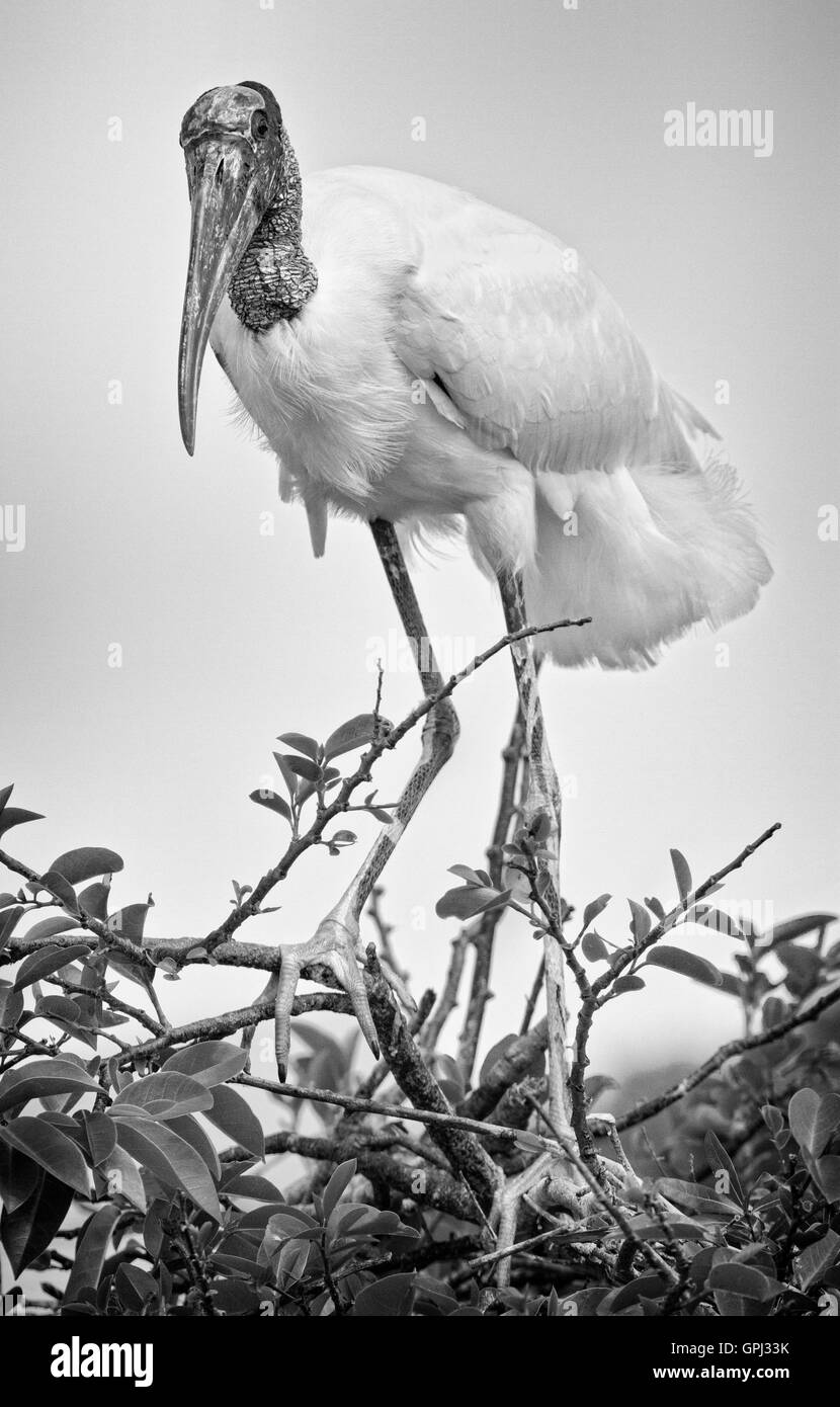 Cicogna legno aluci presso la colonia nidificazione vicino il suo nido - un ritratto in bianco e nero il trattamento Foto Stock