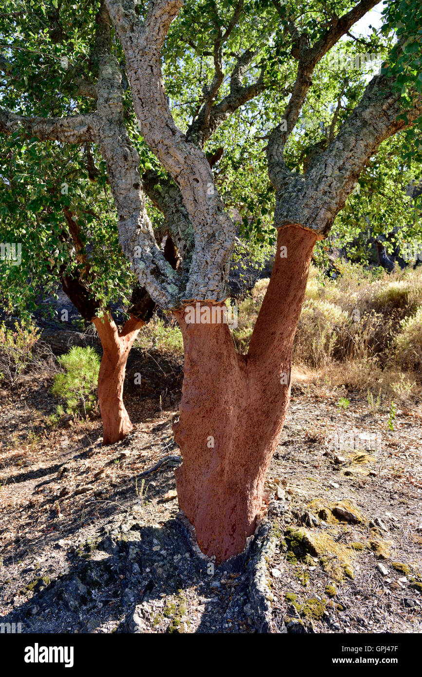 Querce da sughero (Quercus suber) crescente selvatici in Algarve, Portogallo. Tree appena raccolte di cortecce di sughero Foto Stock