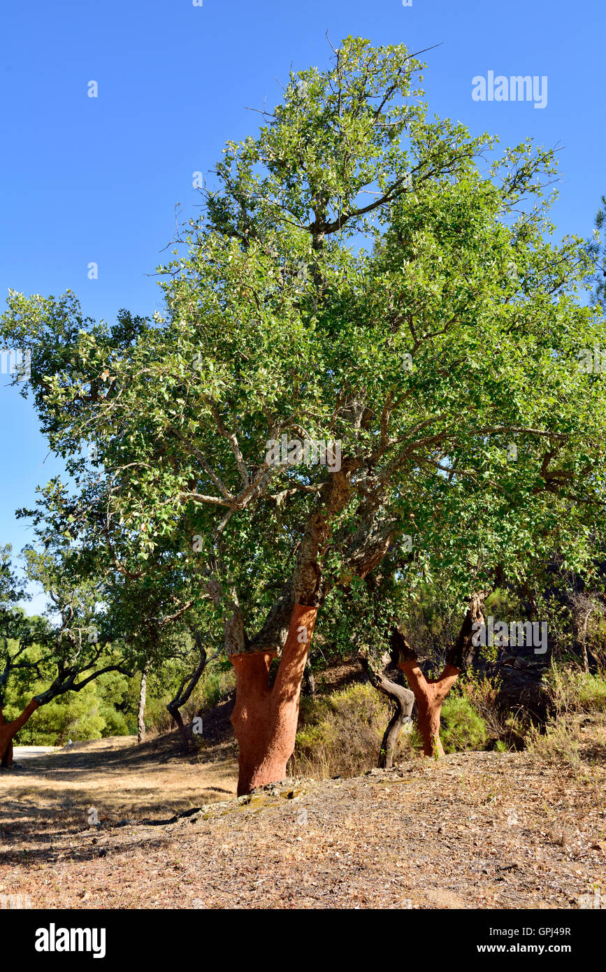 Querce da sughero (Quercus suber) crescente selvatici in Algarve, Portogallo. Tree appena raccolte di cortecce di sughero Foto Stock