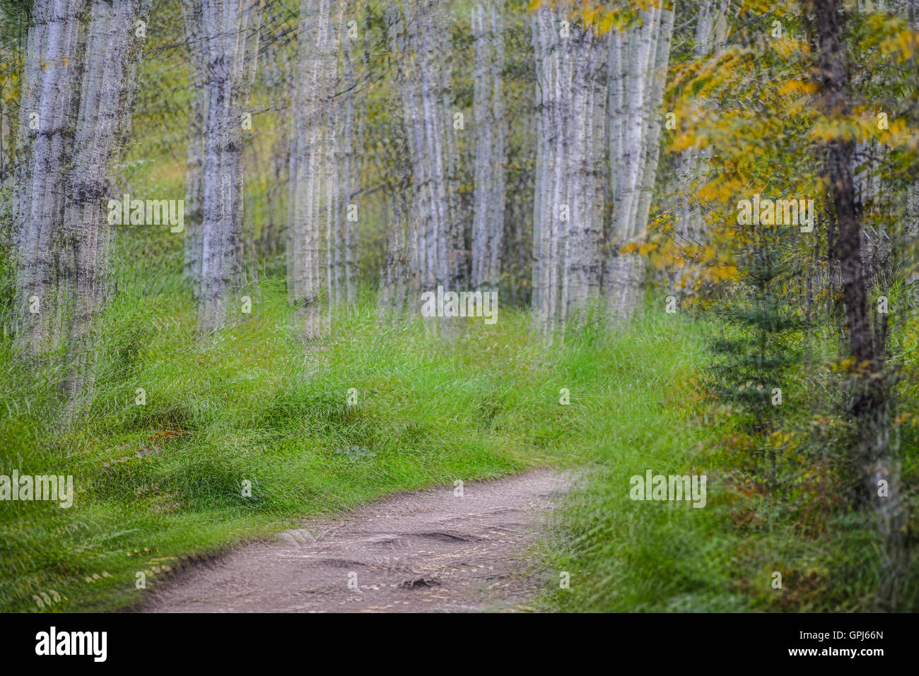 Una raffinata arte pittorica di immagine di alberi d'estate. L'immagine è stata catturata nella fotocamera (piuttosto che la modifica in un software di editing fotografico). Foto Stock