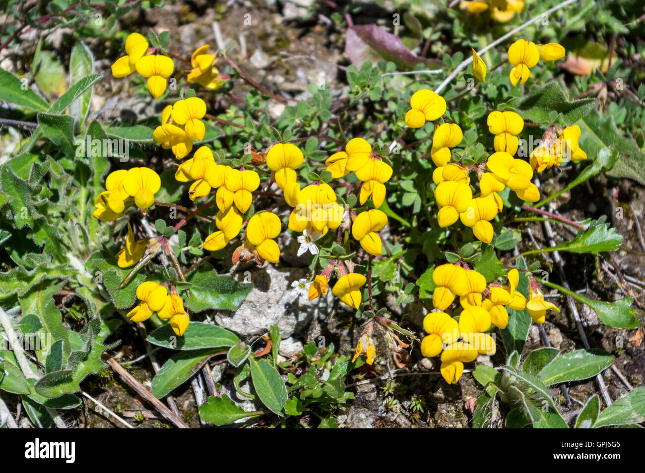 Alpine giallo bird's-piede (trifoglio Lotus alpinus) fiori in Svizzera, crescendo a un altitudine di 2000m nelle Alpi. Foto Stock