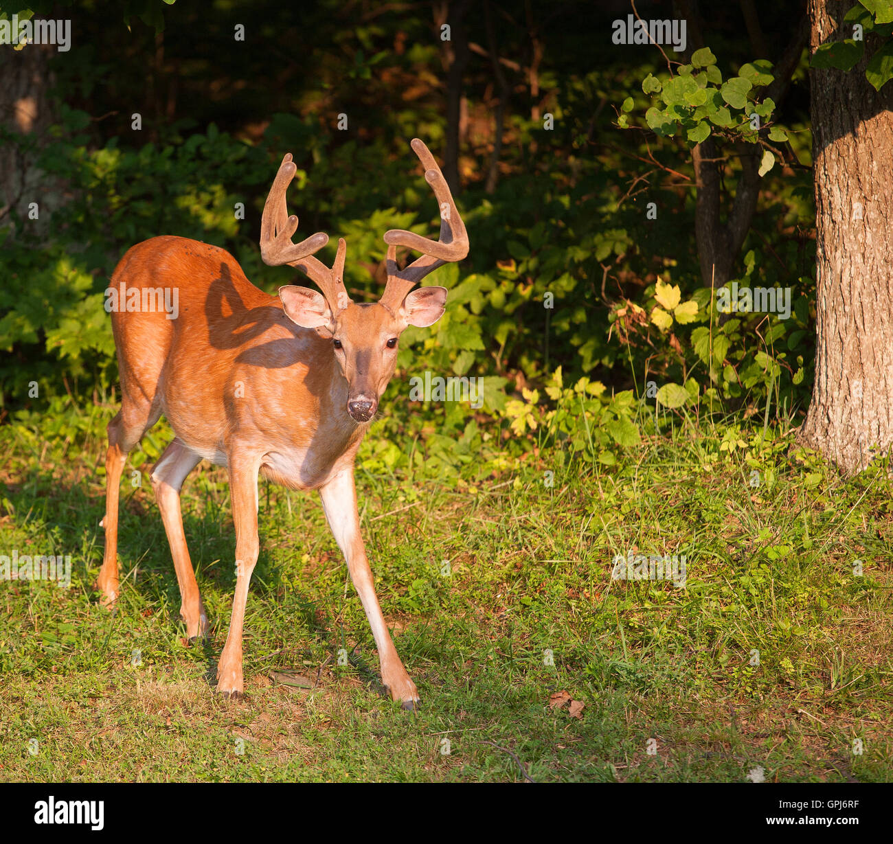 Culbianco cervo con corna alte ancora coperta in velluto Foto Stock