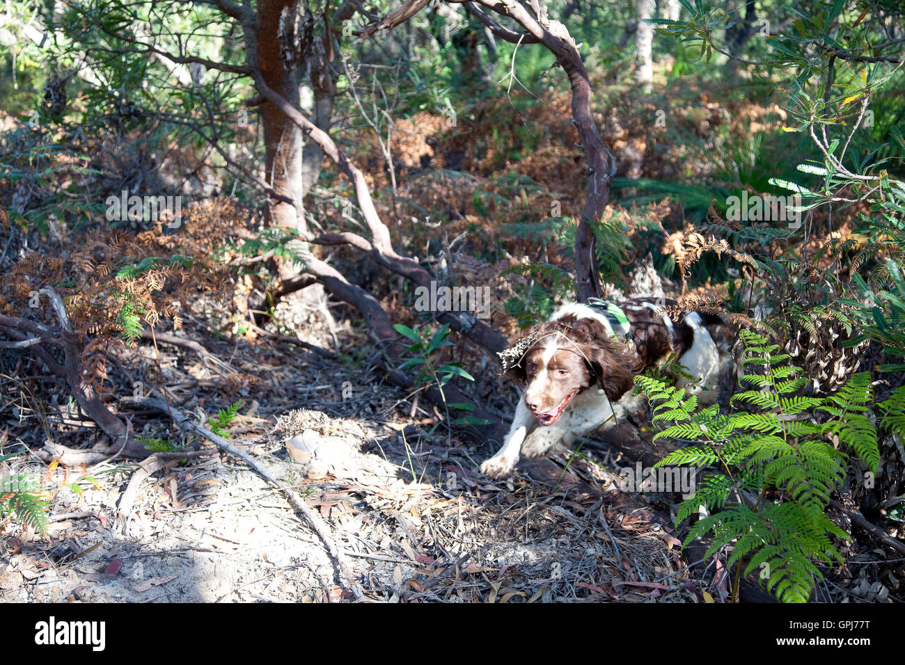 Animali selvatici cane di rilevamento, bullone. Black Rock National Park, NSW, Australia Foto Stock