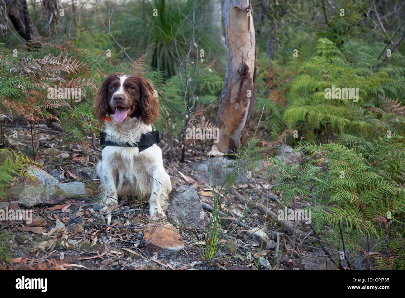 Animali selvatici cane di rilevamento, vite Foto Stock