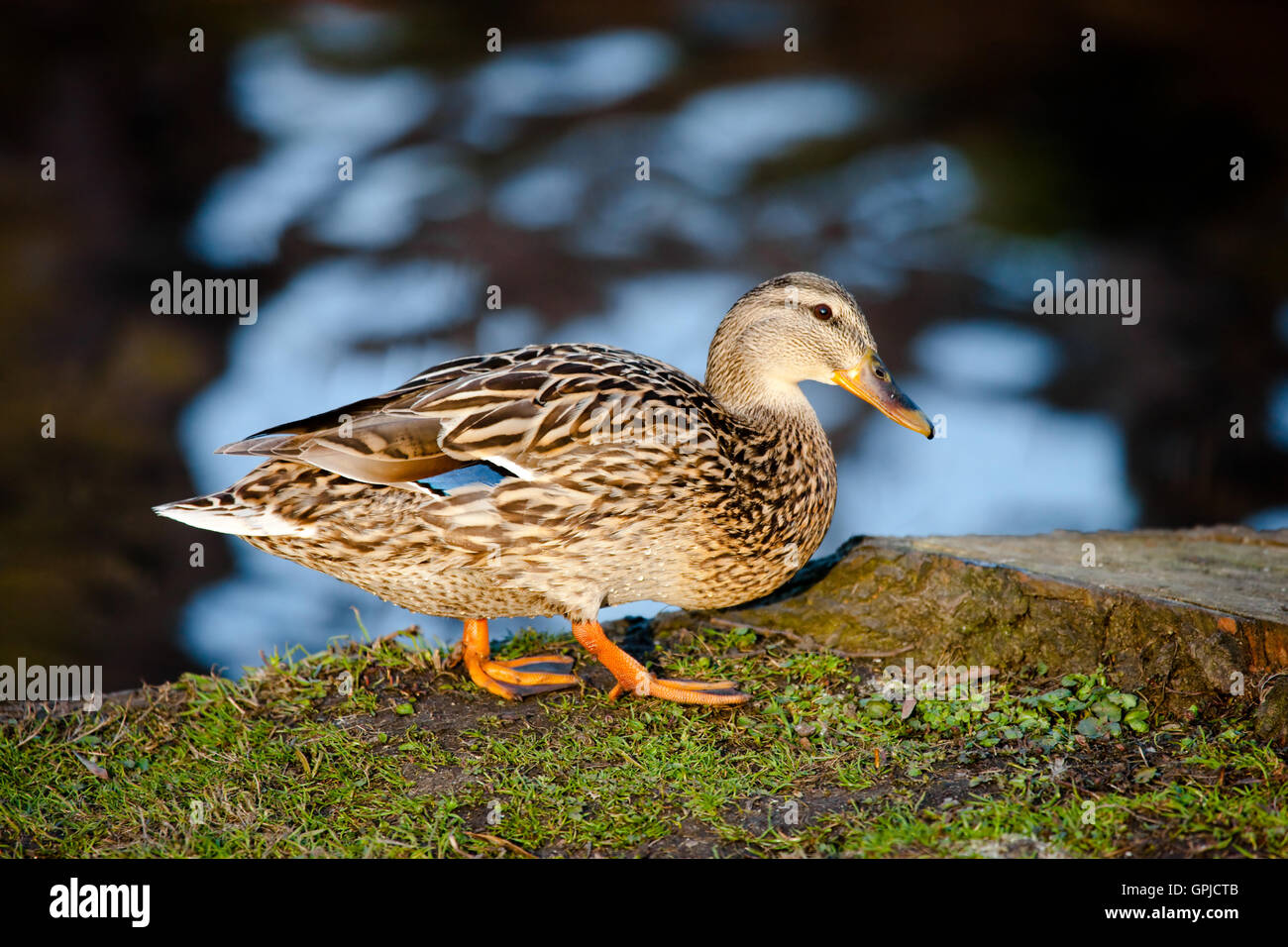 Anatra nello stagno Foto Stock