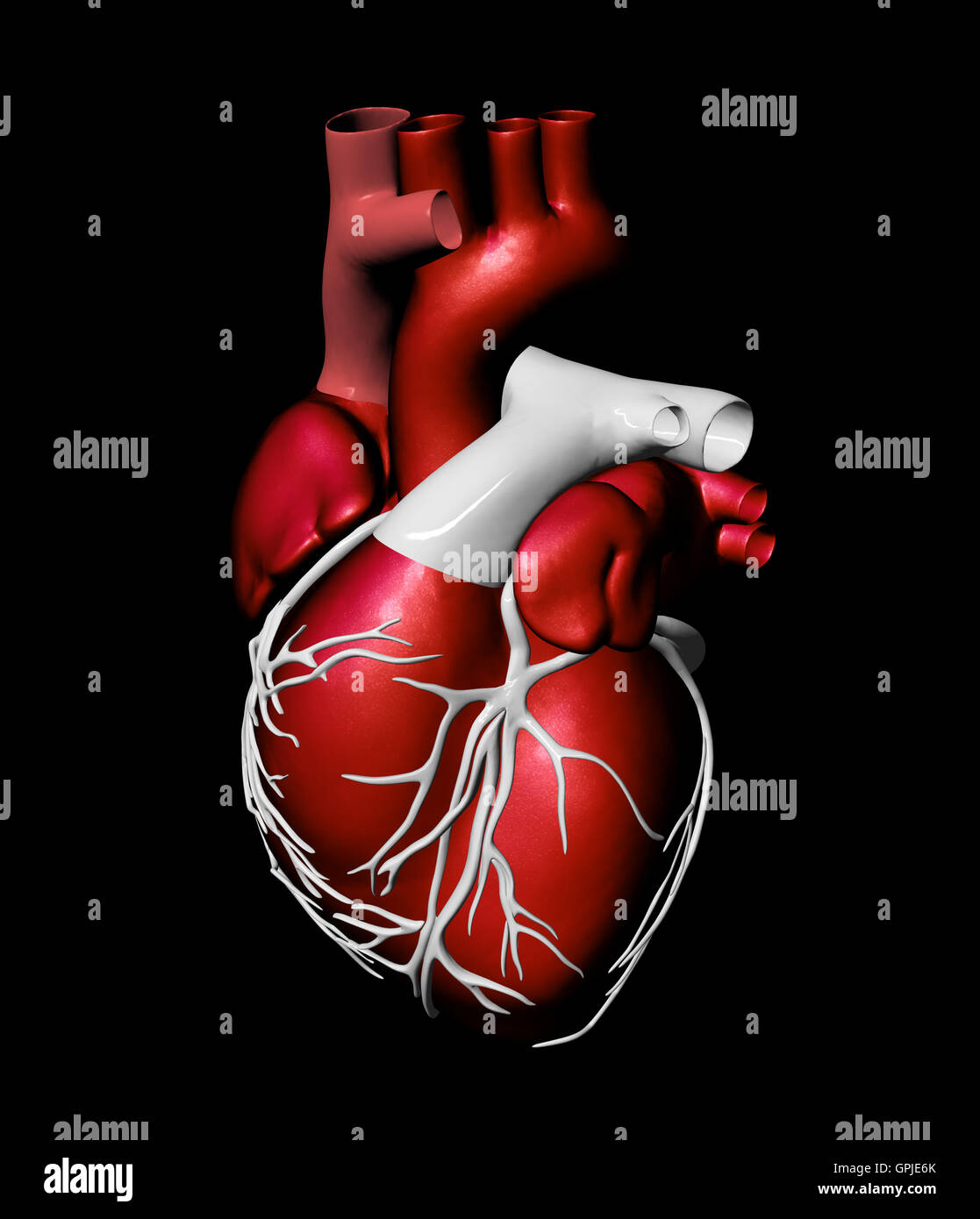 Modello artificiale del cuore umano Foto Stock