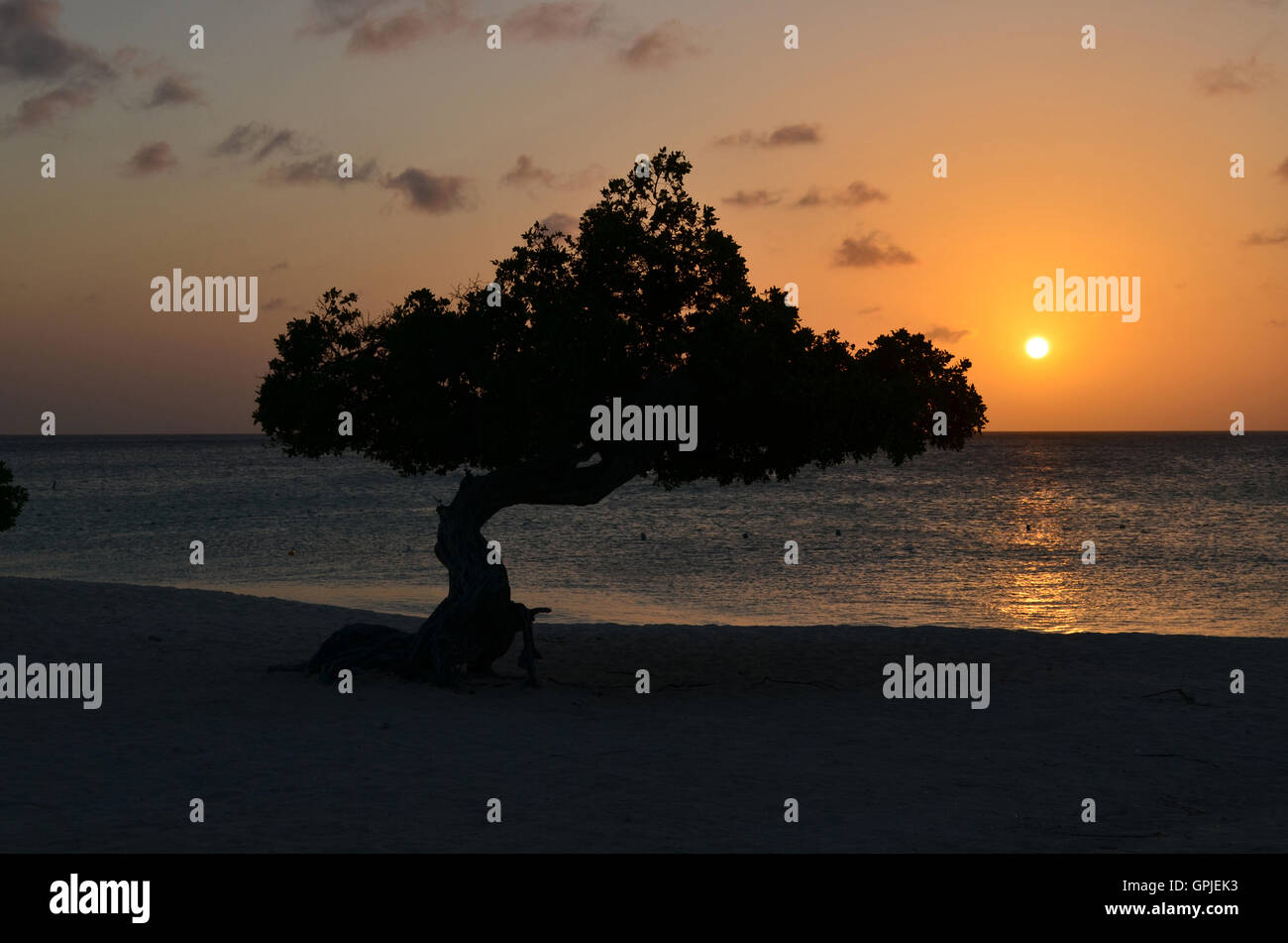 Grazioso paesaggio marino al tramonto in Aruba con un stagliano divi divi tree. Foto Stock