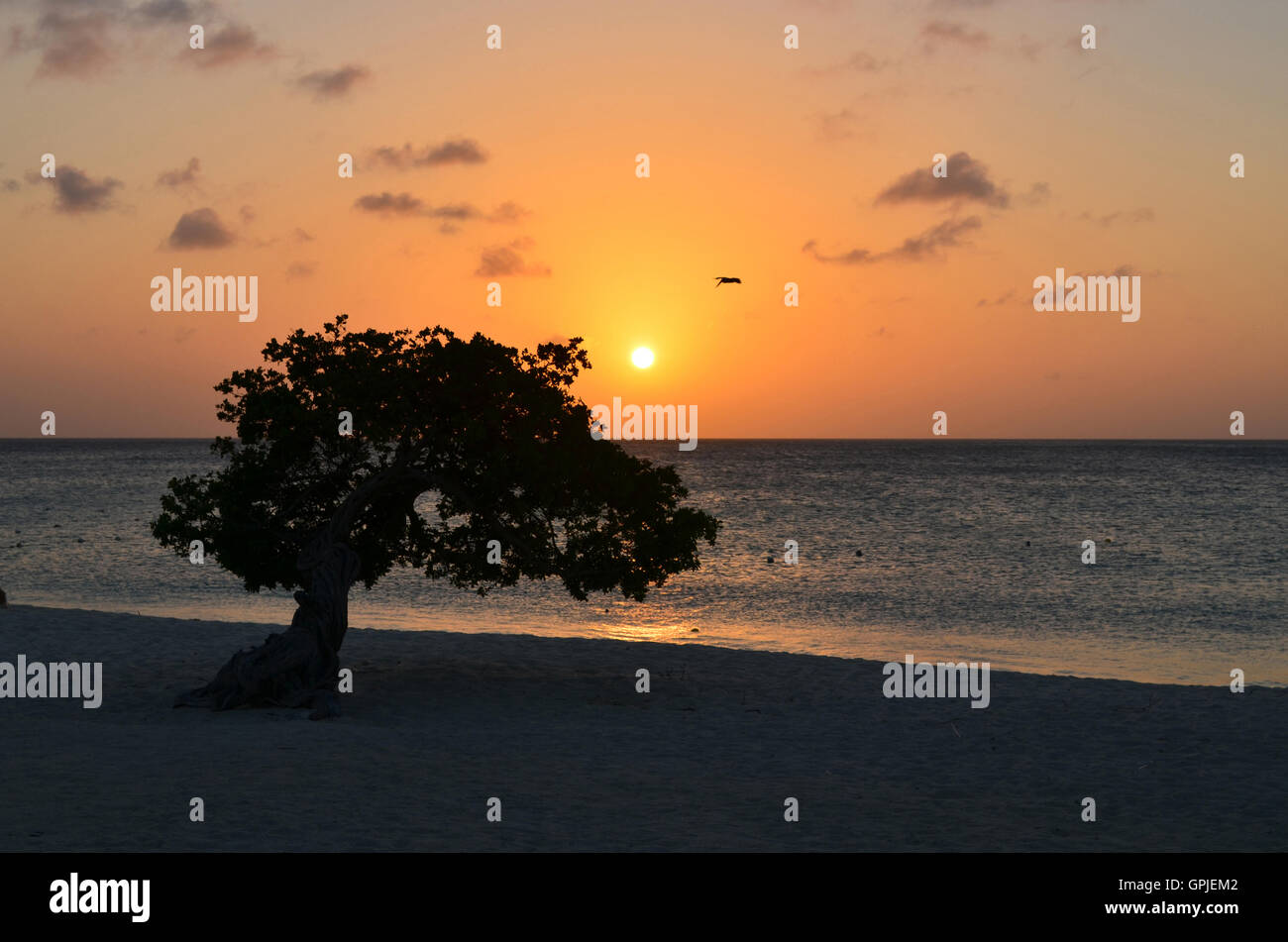 Silhoutted watapana albero su Eagle beach al tramonto. Foto Stock